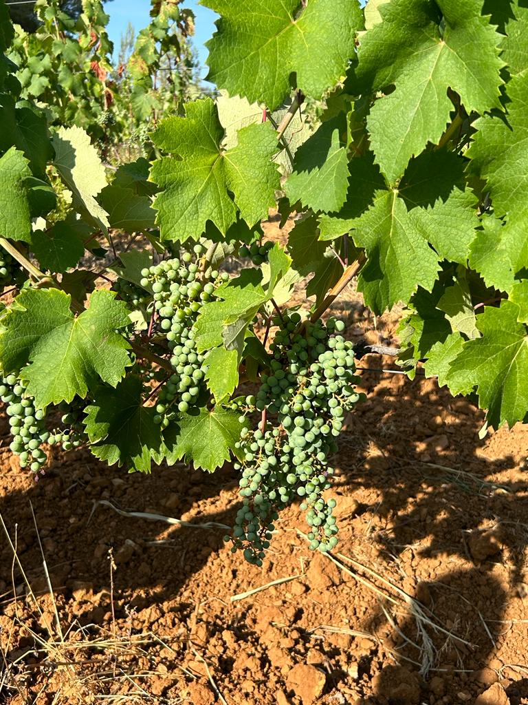 raisin – Elise BRECHET